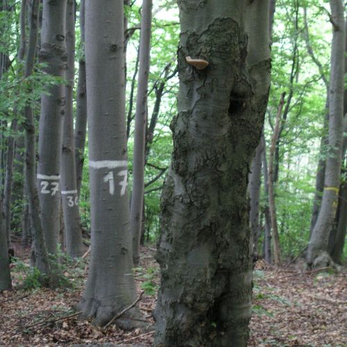 Fomes fomentarius 