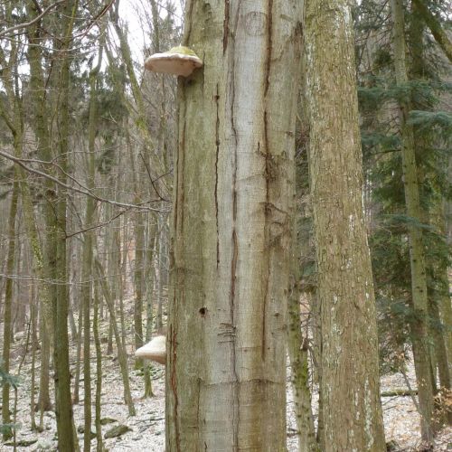 Fomes fomentarius 