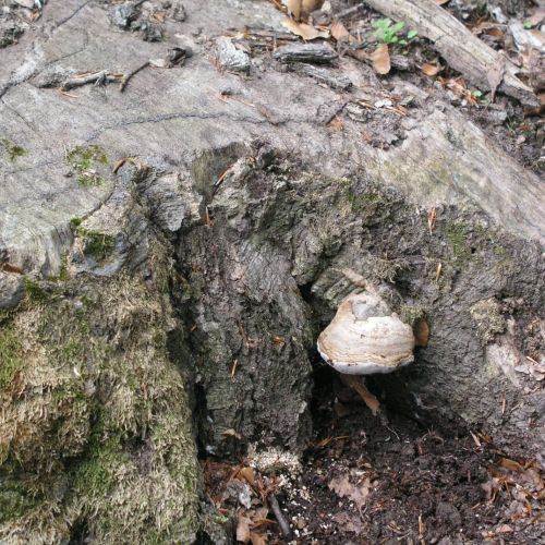 Fomes fomentarius 