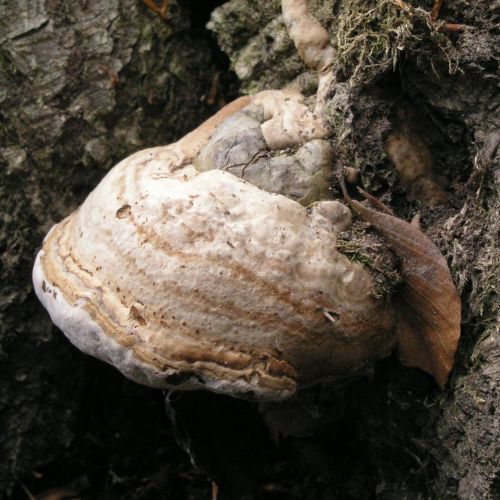 Fomes fomentarius 