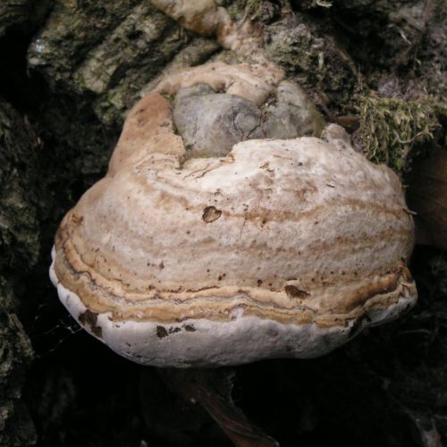 Fomes fomentarius 