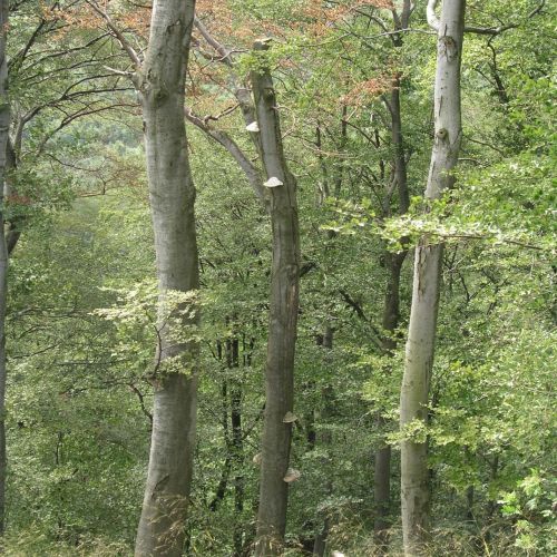 Fomes fomentarius 