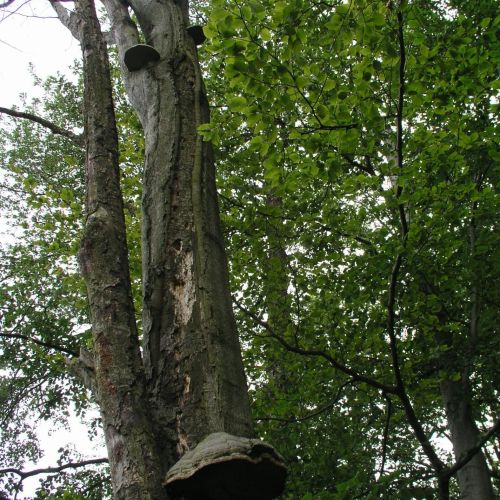 Fomes fomentarius 