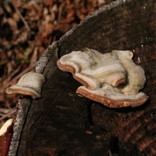 Trametes hirsuta 