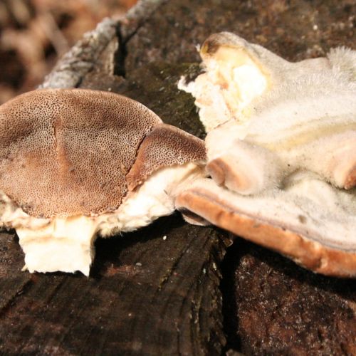 Trametes hirsuta 