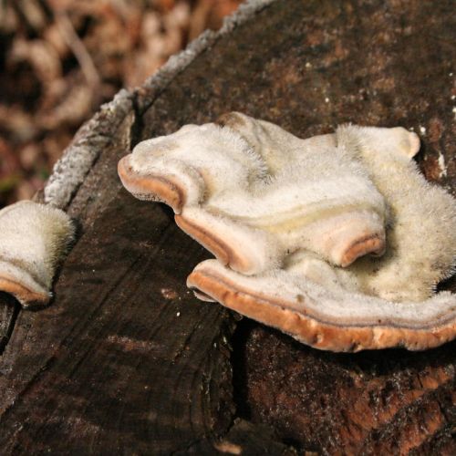 Trametes hirsuta 