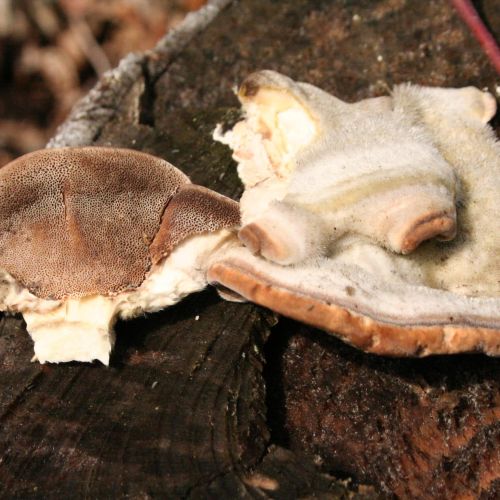 Trametes hirsuta 