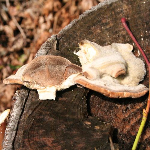 Trametes hirsuta 