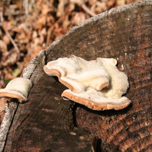 Trametes hirsuta 