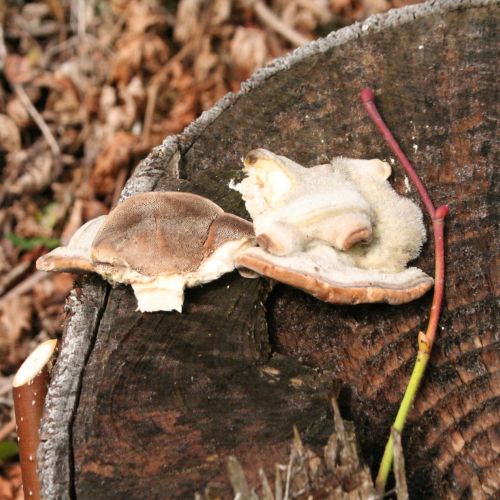 Trametes hirsuta 