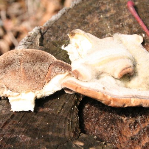 Trametes hirsuta 