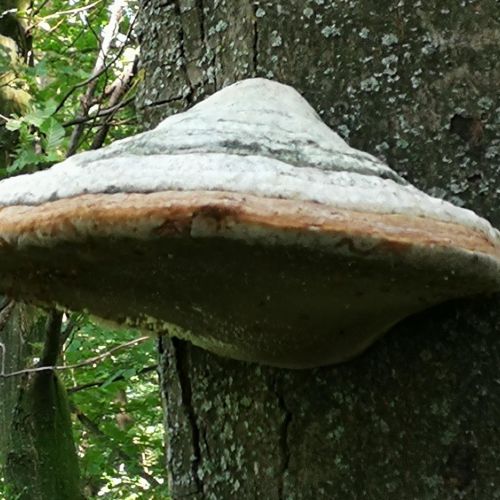 Fomes fomentarius 