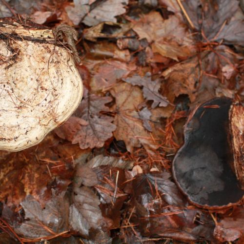 Fomes fomentarius 