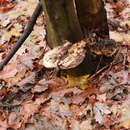 Fomes fomentarius 