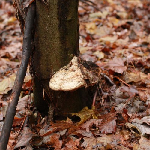 Fomes fomentarius 