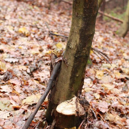 Fomes fomentarius 