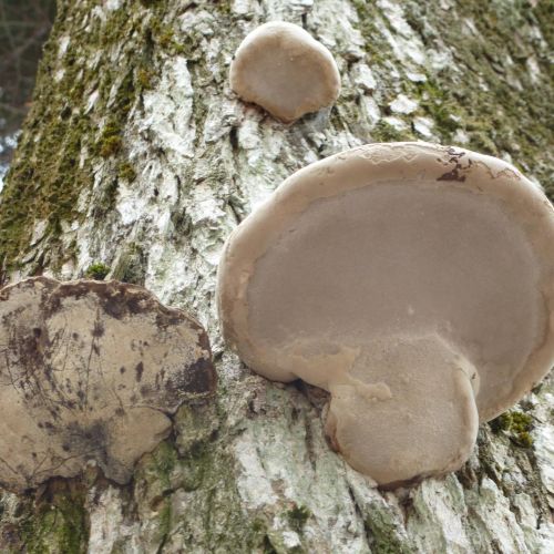 Fomes fomentarius 