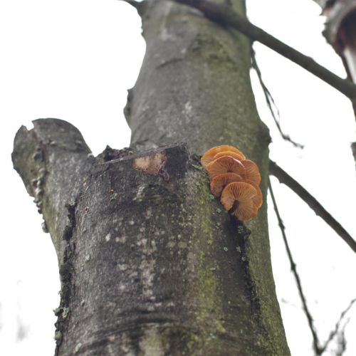 Flammulina velutipes