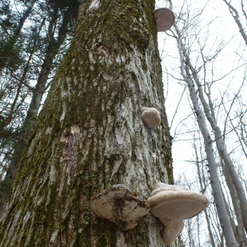 Fomes fomentarius 