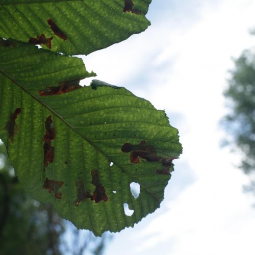 Cameraria ohridella