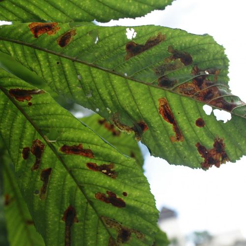 Cameraria ohridella