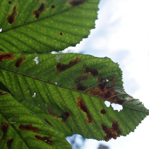 Cameraria ohridella