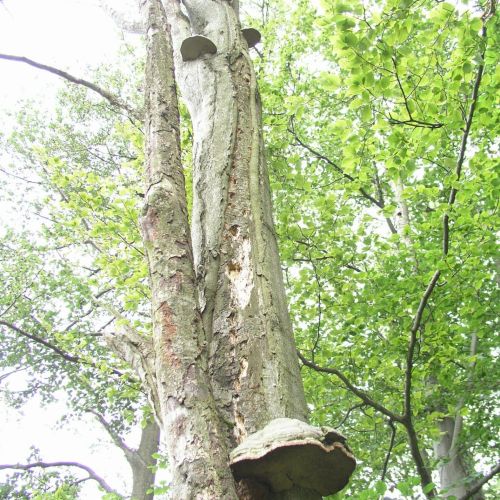 Fomes fomentarius 