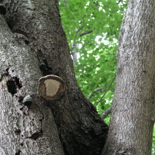 Fomes fomentarius 