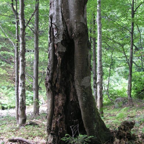 Fomes fomentarius 