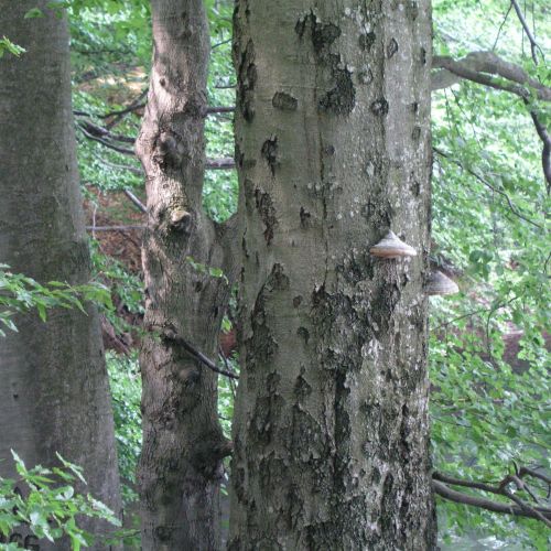 Fomes fomentarius 