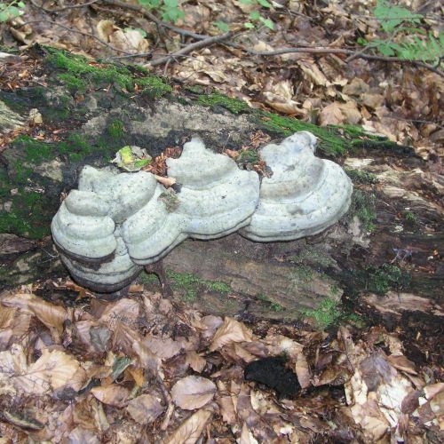 Fomes fomentarius 