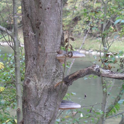 Fomes fomentarius 