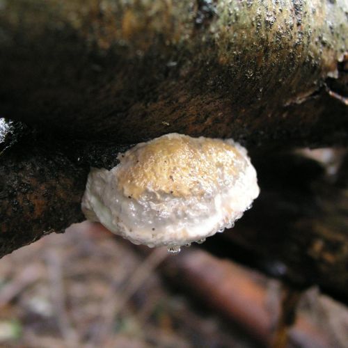 Fomes fomentarius 