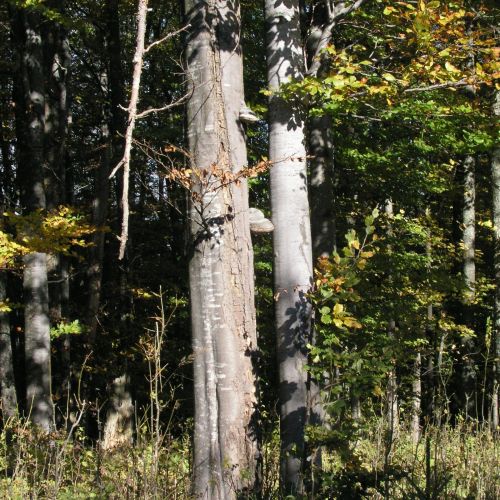 Fomes fomentarius 