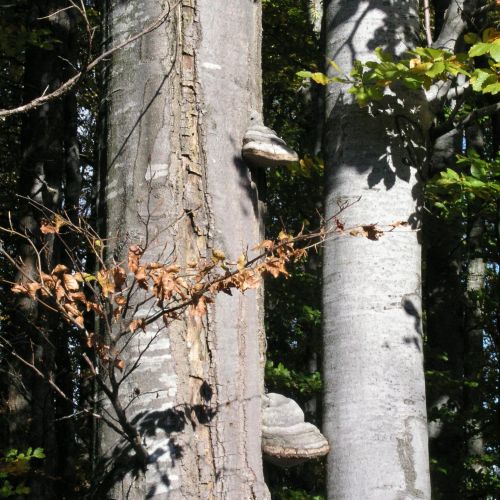 Fomes fomentarius 