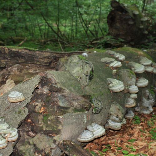 Fomes fomentarius 