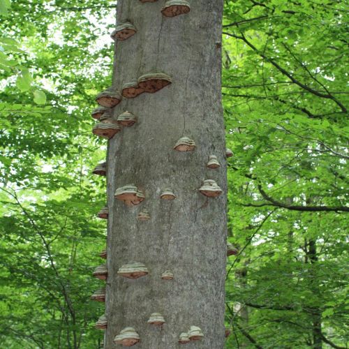 Fomes fomentarius 