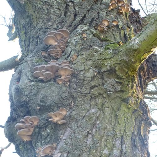 Pleurotus ostreatus 