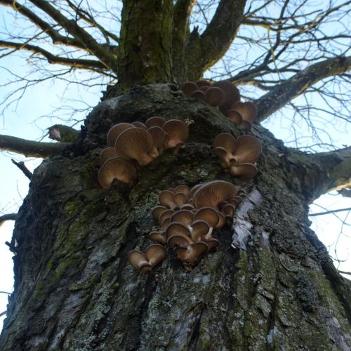 Pleurotus ostreatus 