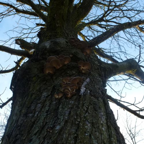 Pleurotus ostreatus 