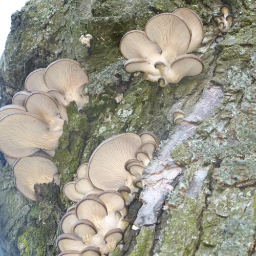 Pleurotus ostreatus 