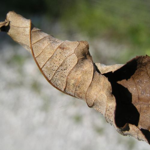 Phyllactinia fraxini 