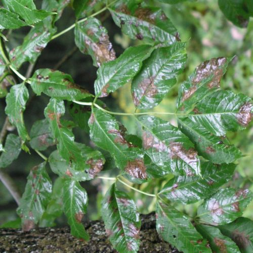 Phyllactinia fraxini 