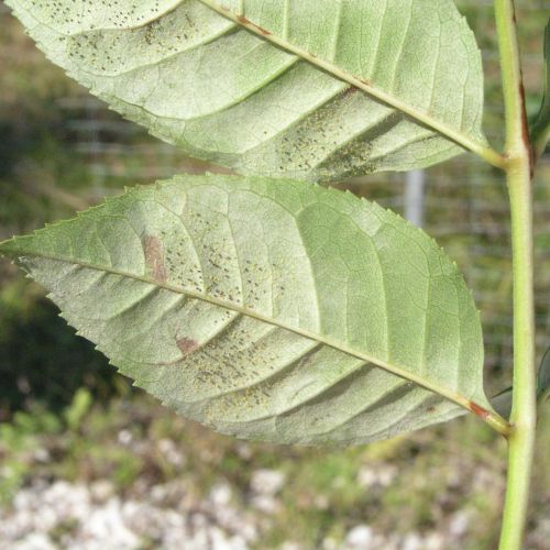 Phyllactinia fraxini 