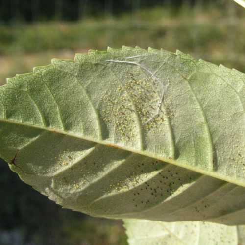 Phyllactinia fraxini 