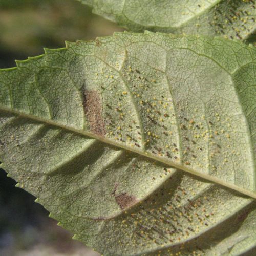 Phyllactinia fraxini 