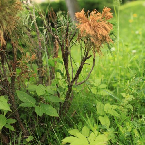 Gymnosporangium sabinae 