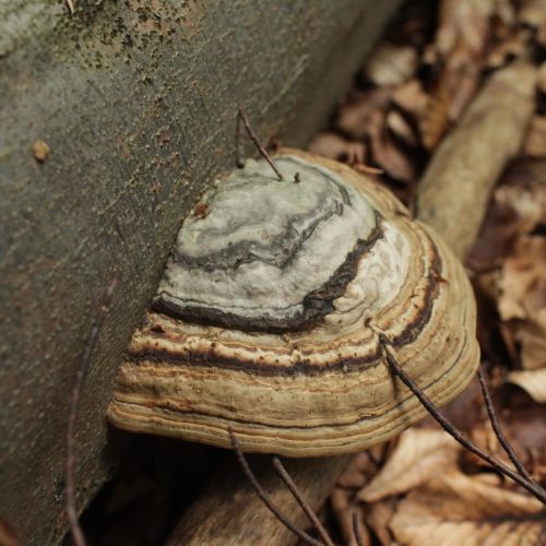 Fomes fomentarius 