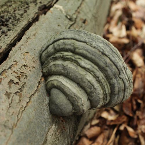 Fomes fomentarius 