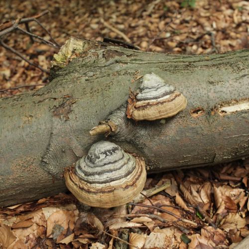 Fomes fomentarius 